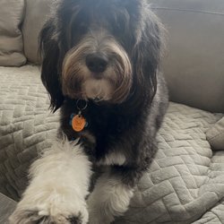 L.C.S. Grooming - Luna