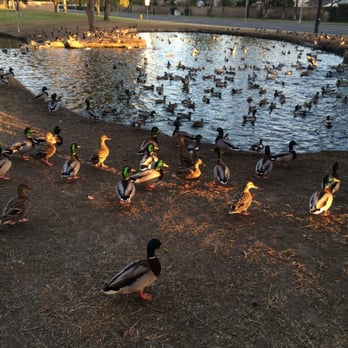 Willow Park - Lots of ducks and other birds - Parks Near Me - Cypress, California Willow Park - Lots of ducks and other birds - Parks Near Me - Cypress, California