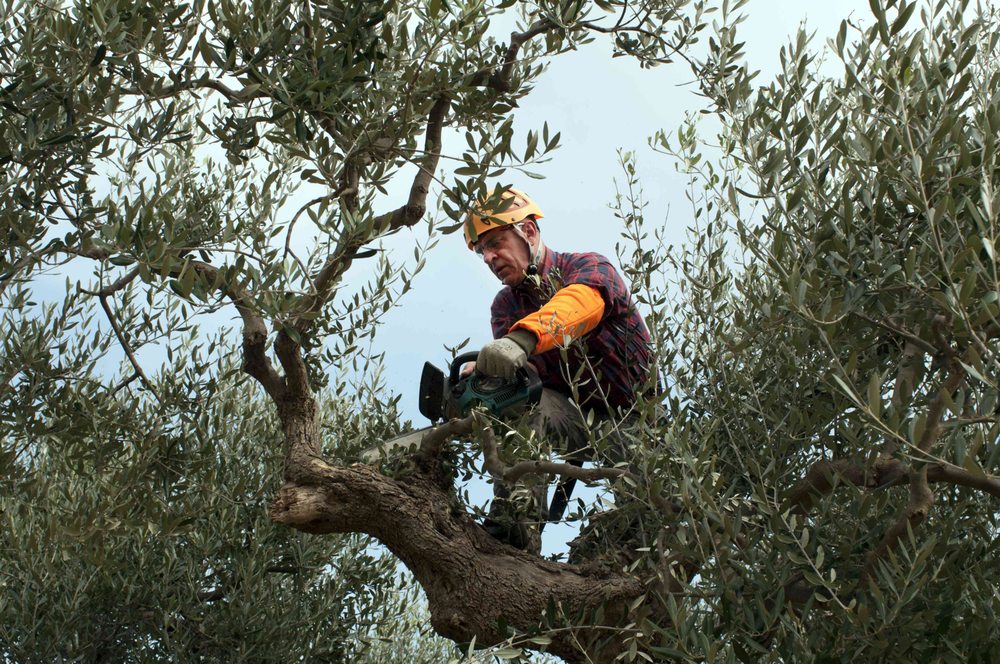 Slide of Cortez Tree Removal
