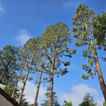 Fifth Element Landscape - Pruning services. - Landscaping Near Me - Pasadena, California Fifth Element Landscape - Pruning services. - Landscaping Near Me - Pasadena, California