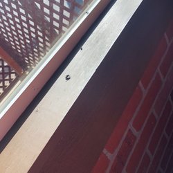 Filled with flies