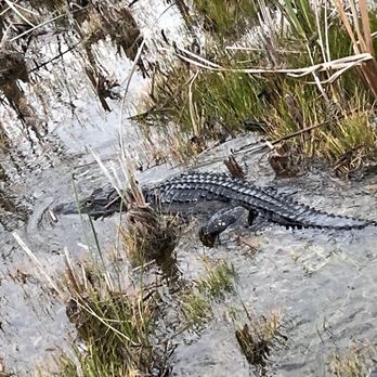 Sawgrass Recreation Park - In the wild. - Parks Near Me - Weston, Florida Sawgrass Recreation Park - In the wild. - Parks Near Me - Weston, Florida