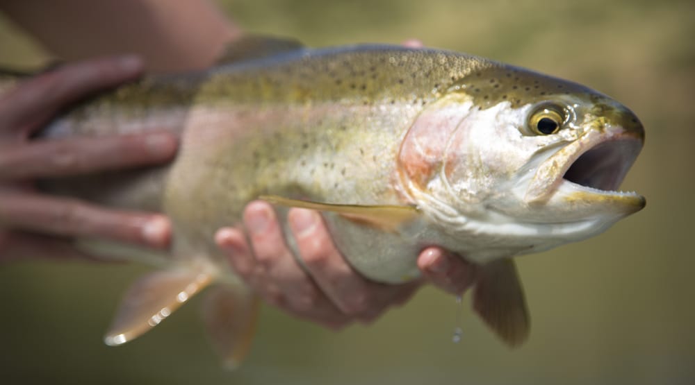 First Cast Outfitters Logo