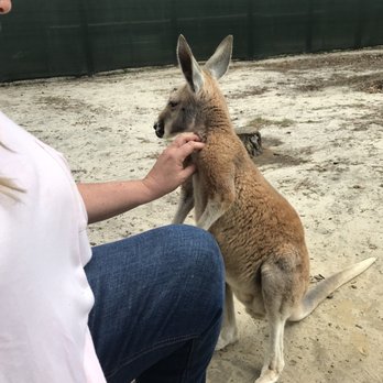 North Florida Wildlife Center - The joey's fur is so soft! - Tours Near Me - Lamont, Florida North Florida Wildlife Center - The joey's fur is so soft! - Tours Near Me - Lamont, Florida