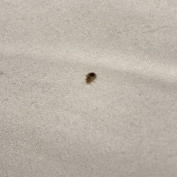 Hampton Inn Charlotte/Monroe - Bed bug #3 - Hotels Near Me - Monroe, North Carolina