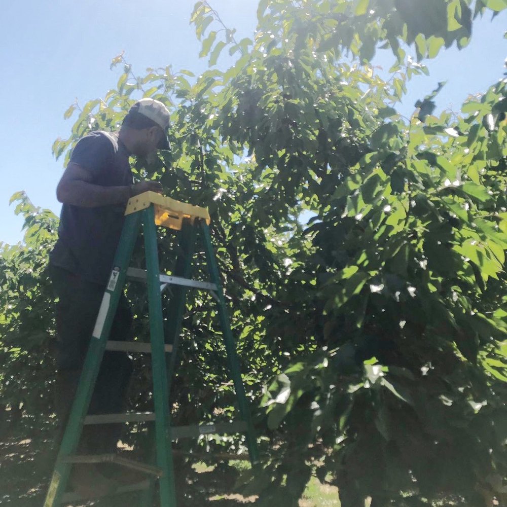 Cherry Time - Pick Your Own Farms Near Me - Brentwood, California Cherry Time - Pick Your Own Farms Near Me - Brentwood, California