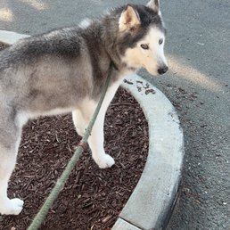 Happy and well groomed dog. Happy and well groomed dog.