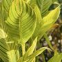 Photo of Friends Of Mercer Botanic Garden - The Mercer Society