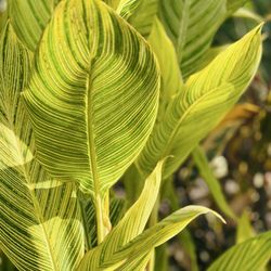 Friends Of Mercer Botanic Garden - The Mercer Society - Bengal Tiger Canna Lily