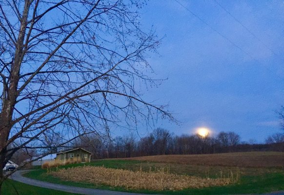 Early Bird Farm by null