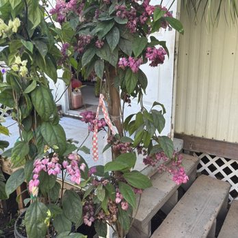 Upland Nursery - Nurseries & Gardening Near Me - Orange, California Upland Nursery - Nurseries & Gardening Near Me - Orange, California