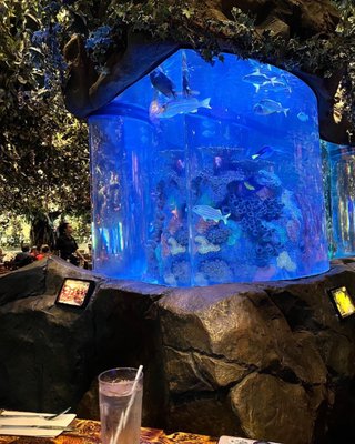 Rainforest Cafe by null