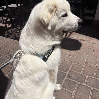 Broken Yolk Cafe - dog friendly patio - Breakfast & Brunch Near Me - Costa Mesa, California Broken Yolk Cafe - dog friendly patio - Breakfast & Brunch Near Me - Costa Mesa, California