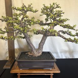 Phoenix Bonsai Society