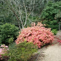 Cloudehill Garden & Nursery - Cloudehill