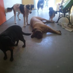 AAA Pets Inn - all tiered out after playing :)
