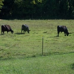 Missy's Spice Shop - We raise cows