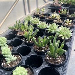 Frankenstein’s Nursery