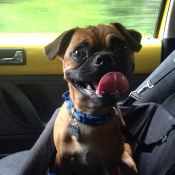DogTown - After daycare! - Pet Sitting Near Me - Gresham, Oregon