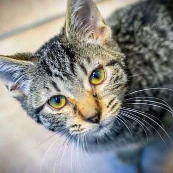 Animal Haven Veterinary Center - Veterinarians Near Me - Bear, Delaware Animal Haven Veterinary Center - Veterinarians Near Me - Bear, Delaware