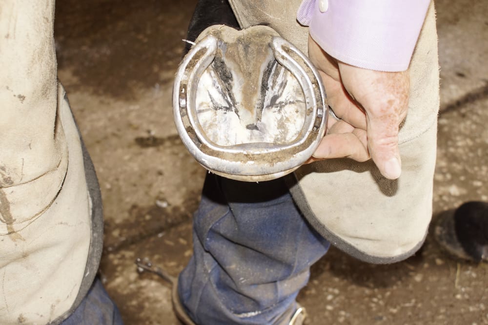 FARRIER SCHOOL 66 White Wildlife Rd, Silex, Missouri Farriers