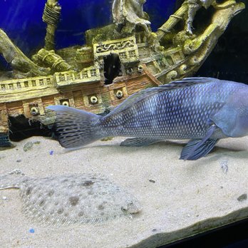 Glen Echo Park Aquarium - Aquariums Near Me - Glen Echo, Maryland Glen Echo Park Aquarium - Aquariums Near Me - Glen Echo, Maryland
