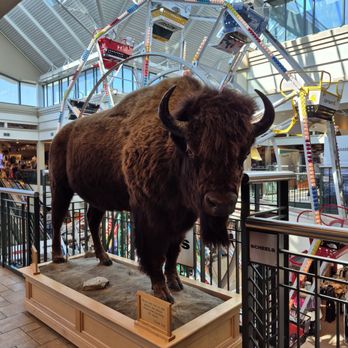 Scheels - Frisco. Go Bison - Sports Wear Near Me - Fargo, North Dakota Scheels - Frisco. Go Bison - Sports Wear Near Me - Fargo, North Dakota
