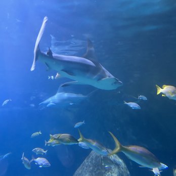 Adventure Aquarium - Shark tunnel 2 - Aquariums Near Me - Camden, New Jersey Adventure Aquarium - Shark tunnel 2 - Aquariums Near Me - Camden, New Jersey