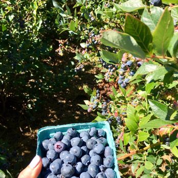 MountNbarreL - Blueberry picking before lunch! - Wine Tours Near Me - Hood River, Oregon MountNbarreL - Blueberry picking before lunch! - Wine Tours Near Me - Hood River, Oregon