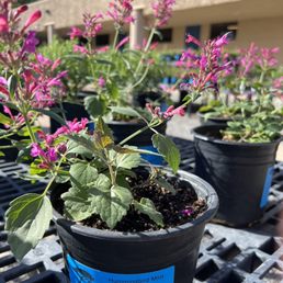 Hummingbird mint Hummingbird mint