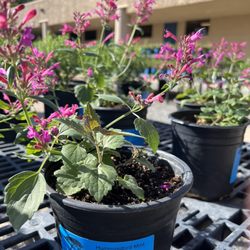 Cuyamaca College Nursery - Hummingbird mint