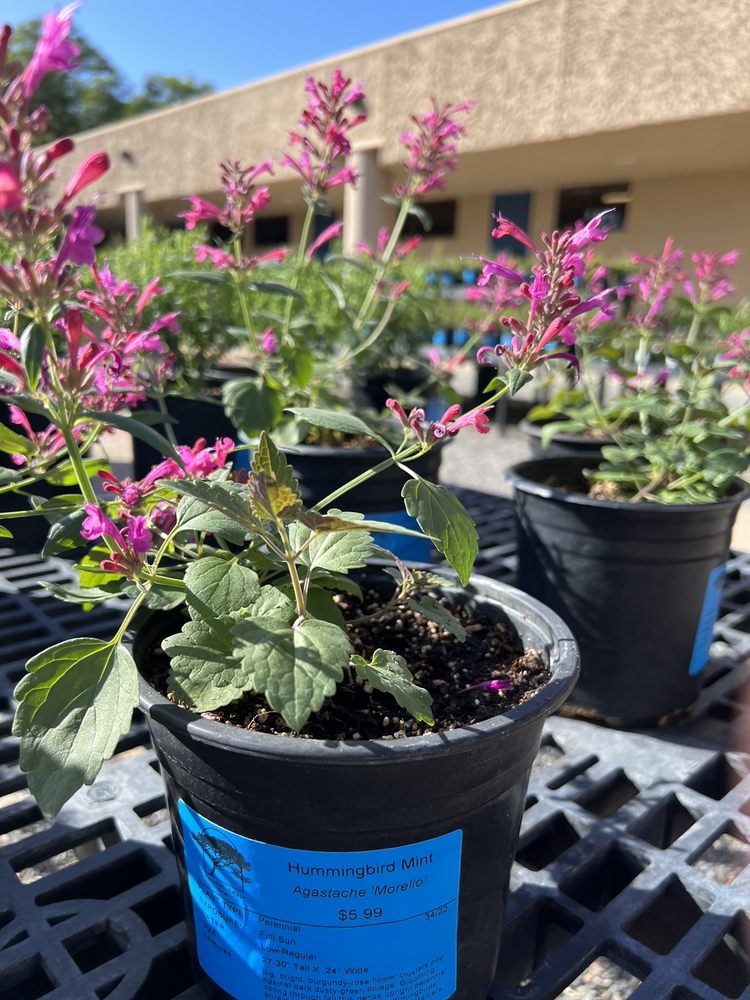 CUYAMACA COLLEGE NURSERY Updated April 2024 900 Rancho San Diego