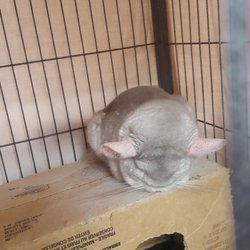 Second Chances Thrift Stores - The store Mascot. 16 yr. old Chinchilla.
