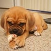 Beach Buddies Dog Walking & Pet Sitting gift card