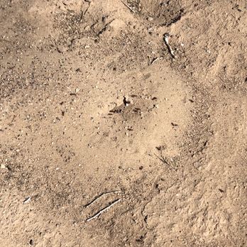 Rio Grande Valley State Park - Ant hill - Parks Near Me - Albuquerque, New Mexico Rio Grande Valley State Park - Ant hill - Parks Near Me - Albuquerque, New Mexico