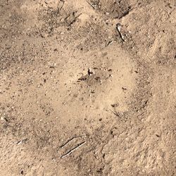 Ant hill