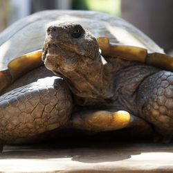 Fresno Discovery Center - California Desert Tortoise basking in the sun