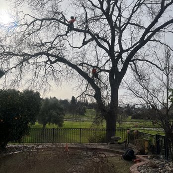 Golden Roots Tree Care - During trimming: see the climbers up in the tree, removing branches - Tree Services Near Me - Sacramento, California Golden Roots Tree Care - During trimming: see the climbers up in the tree, removing branches - Tree Services Near Me - Sacramento, California