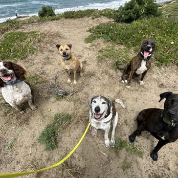 The Dog Wrangler - my springer spaniel happy in Bill's pack! - Dog Walkers Near Me The Dog Wrangler - my springer spaniel happy in Bill's pack! - Dog Walkers Near Me