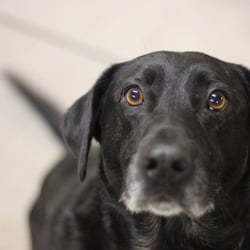 K9 to 5 Dog Center - Obie has such sweet eyes.