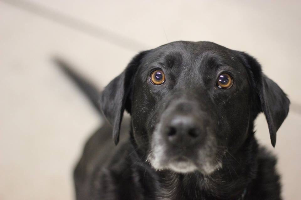 K9 to 5 Dog Center - pet boarding facility in Providence, RI