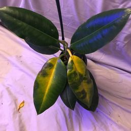 H. imperialis white H. imperialis white