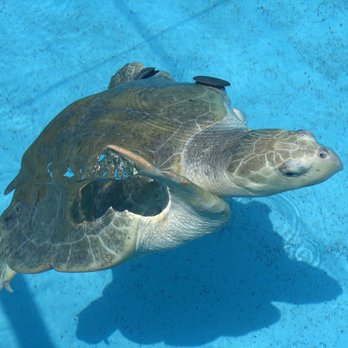 The Turtle Hospital - Veterinarians Near Me - Marathon, Florida The Turtle Hospital - Veterinarians Near Me - Marathon, Florida