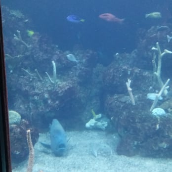 Seattle Aquarium - Fish tank - Aquariums Near Me - Seattle, Washington Seattle Aquarium - Fish tank - Aquariums Near Me - Seattle, Washington
