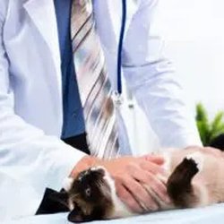 University Animal Clinic