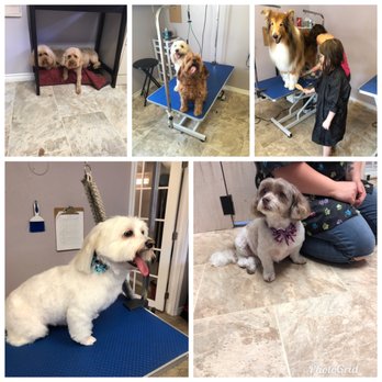 Best Pals Grooming - More of our fur friends enjoying their spa day! - Pet Groomers Near Me - Stayner, Ontario Best Pals Grooming - More of our fur friends enjoying their spa day! - Pet Groomers Near Me - Stayner, Ontario