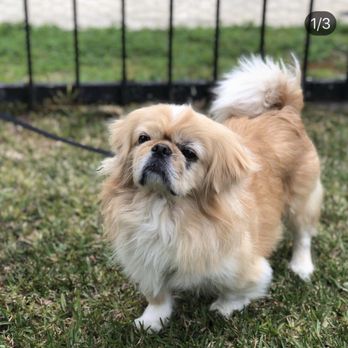 Doggy Land Grooming - Before 02/19 - Pet Groomers Near Me - Downey, California Doggy Land Grooming - Before 02/19 - Pet Groomers Near Me - Downey, California
