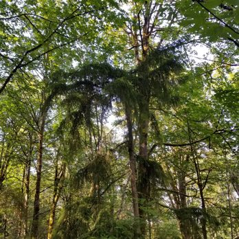 Bellevue Zip Tour - Trees - Ziplining Near Me - Bellevue, Washington