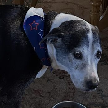Tails Spa & Boutique - Roxy - 11 years old - Pet Groomers Near Me - Clovis, California Tails Spa & Boutique - Roxy - 11 years old - Pet Groomers Near Me - Clovis, California