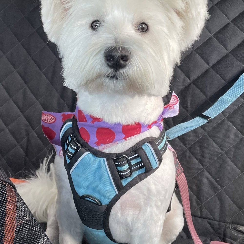 K9 Loft - Pepsi after grooming - Pet Groomers Near Me - Sherman Oaks, California